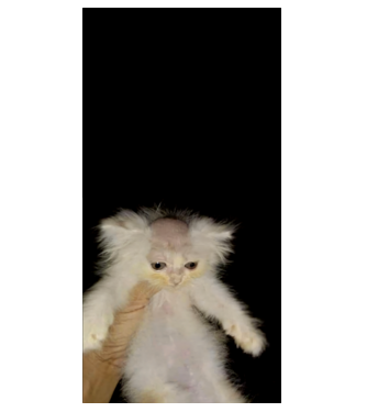 Bald Cat meme minta fekete pólón