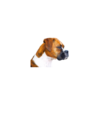 Boxer - kutyabarát minta minta szürke pólón