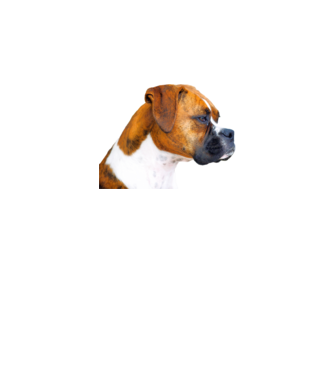 Boxer - kutyabarát minta minta szürke pólón