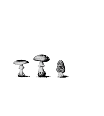 mérgező gombák fekete alap minta fekete pólón