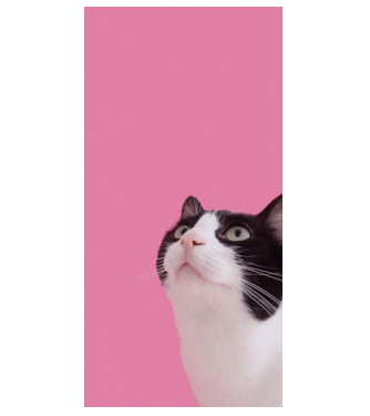 Macska egy pink szobában minta fehér pólón