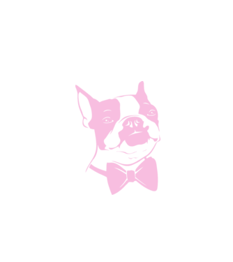 Boston Terrier minta fehér pólón