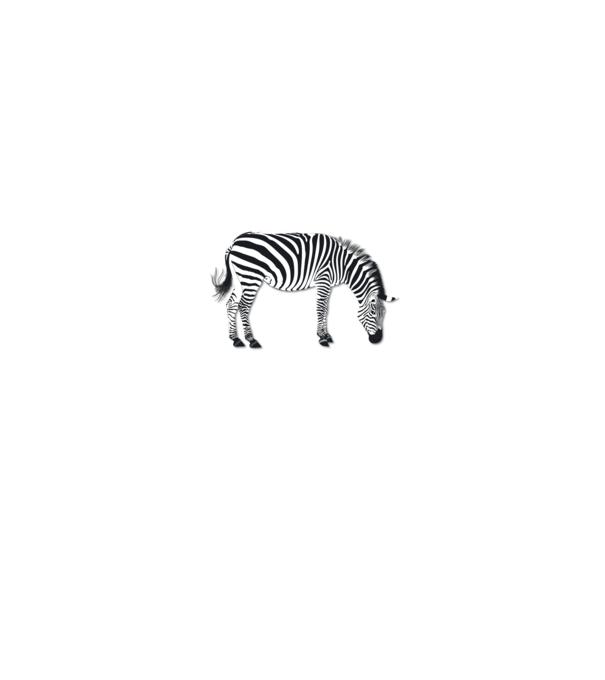 Zebra minta fehér pólón
