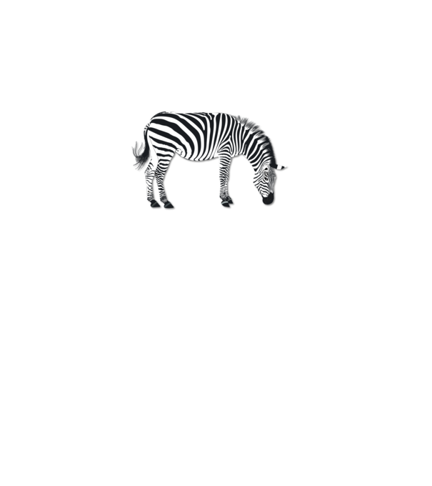 Zebra minta fehér pólón