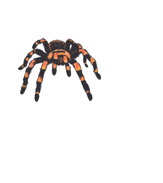Tarantula minta világoskék pólón