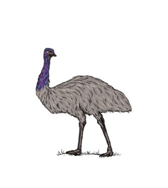 Emu minta fehér pólón