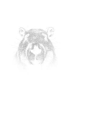 Capybara fej minta fehér pólón