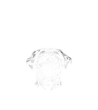Labrador minta fekete pólón