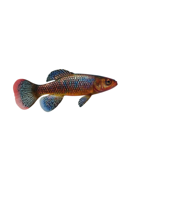 Killfish minta fekete pólón