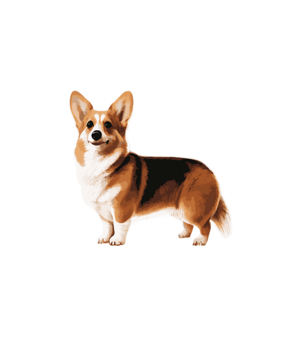 Corgi minta fehér pólón