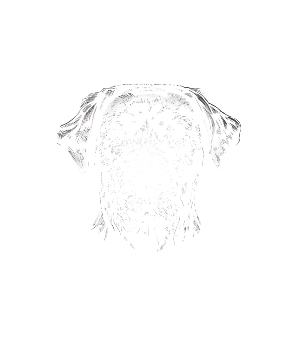 Labrador minta fehér pólón