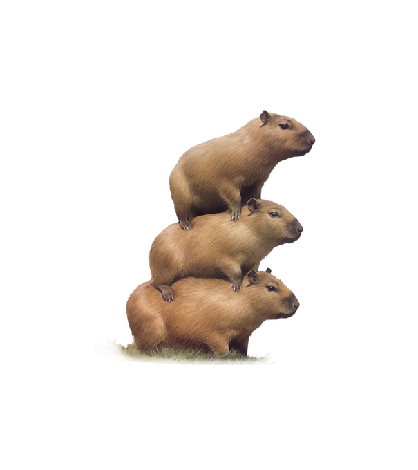 Capybara kupac minta fehér pólón