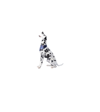 Dalmata minta fehér pólón