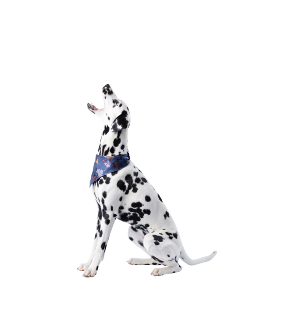 Dalmata minta fehér pólón