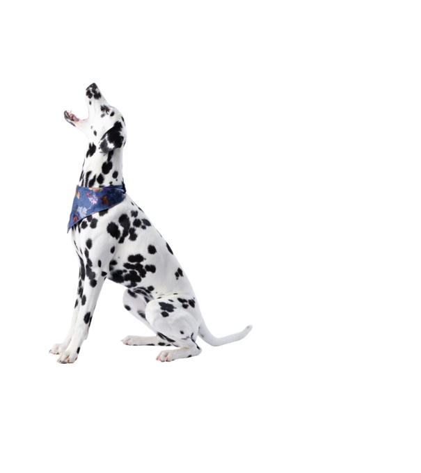 Dalmata minta fekete pólón