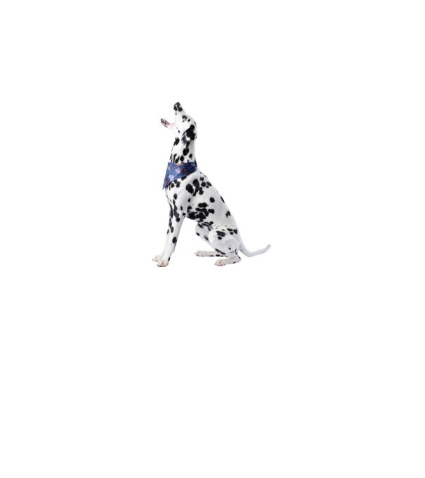 Dalmata minta fehér pólón