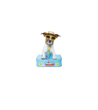 Jack Russel kutya minta szürke pólón