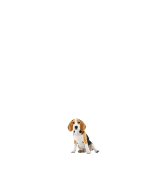 Beagle kutyás póló minta fehér pólón