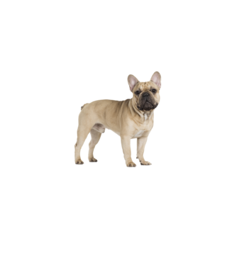 Francia bulldog kutyás póló minta homokszín pólón