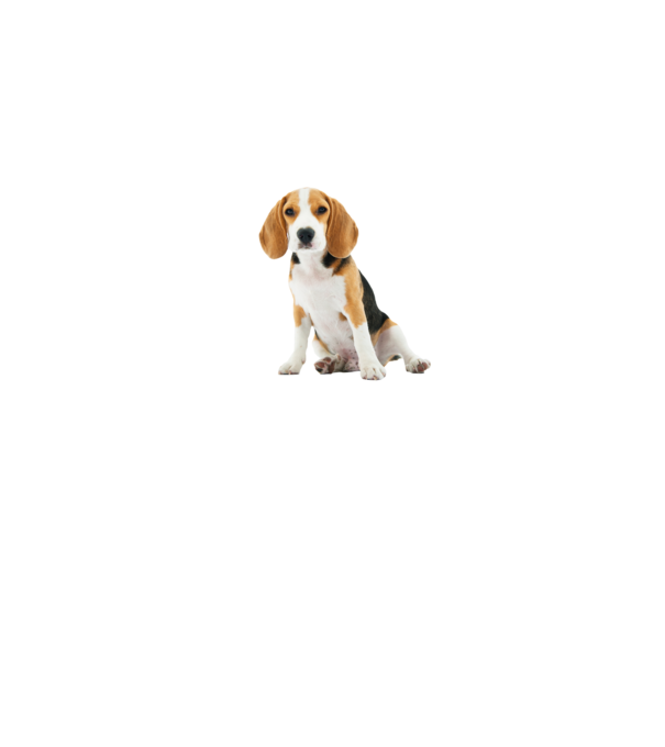 Beagle kutyás póló minta fehér pólón