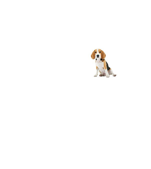 Beagle kutyás póló minta neonsárga pólón