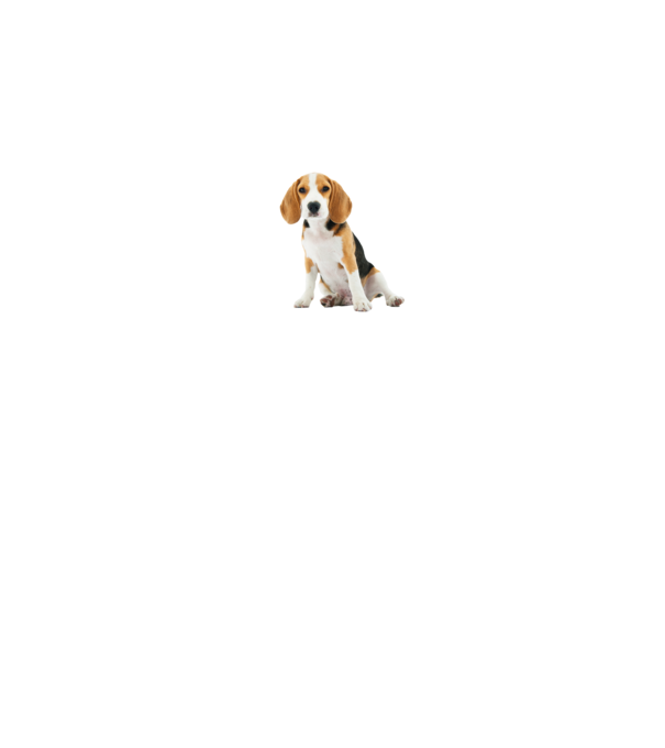 Beagle kutyás póló minta homokszín pólón