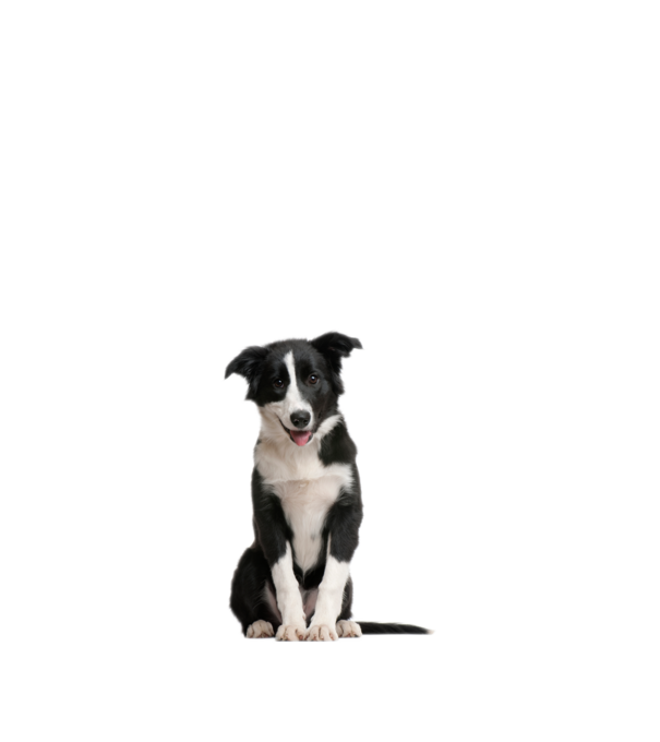 Border Collie kutya minta homokszín pólón