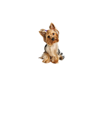 yorkshire-terrier minta fehér pólón