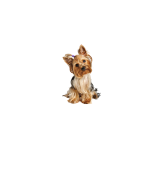 yorkshire-terrier minta fehér pólón