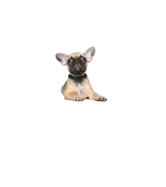 francia-bulldog minta fehér pólón
