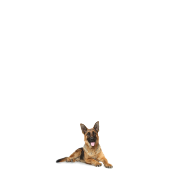 german-shepherd minta világos rózsaszín pólón