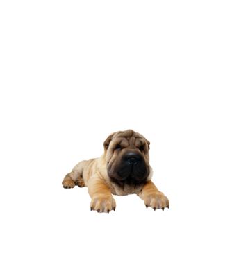 sharpei minta fehér pólón