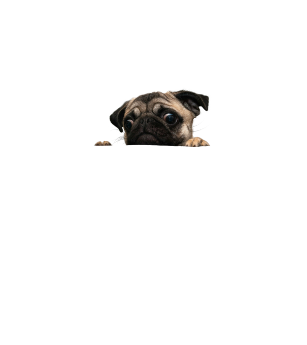 pug minta fehér pólón