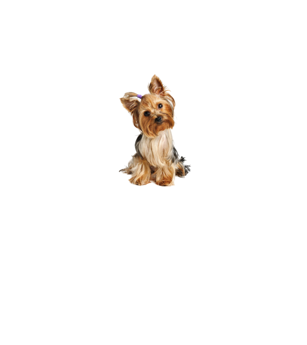 yorkshire-terrier minta szürke pólón