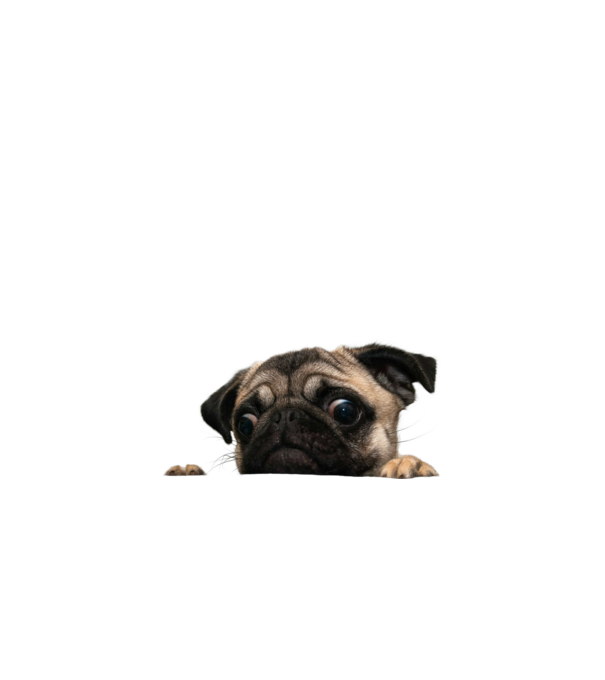pug minta fehér pólón