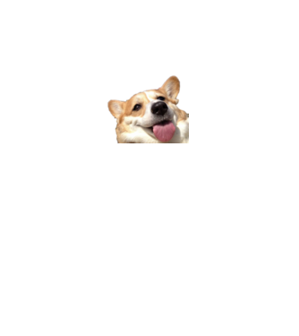 Corgi minta fehér pólón
