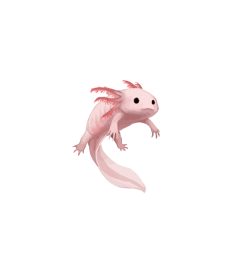 Axolotl minta fehér pólón