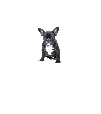 bullet-journal-for-dog-lovers-french-bulldog-blo-9 minta fehér pólón