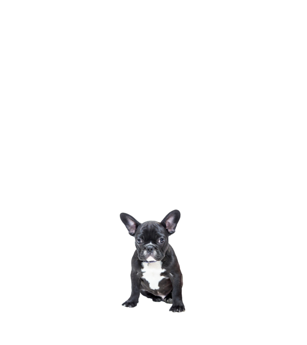 bullet-journal-for-dog-lovers-french-bulldog-blo-9 minta fehér pólón