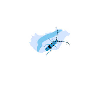 Havasi cincér (2019 év állata) minta fehér pólón