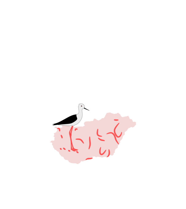 Gólyatöcs (2019 év állata) minta fehér pólón