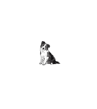 Adidogs Border Collie - fehér minta fehér pólón