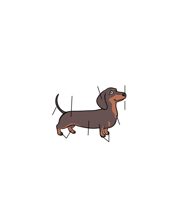 Barna Tacskó anatómia - fehér betűkkel minta fehér pólón