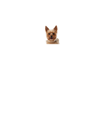 YORKSHIRE TERRIER minta fekete pólón