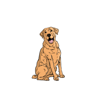 Labrador minta fehér pólón