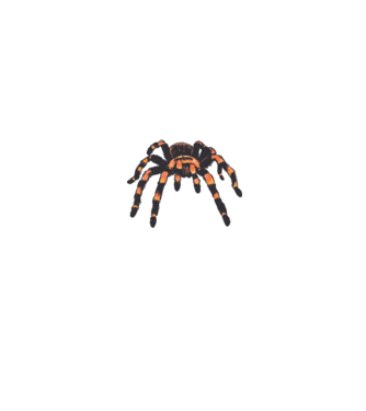 Tarantula  minta szürke pólón