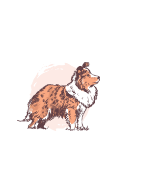 Collie kutya minta fekete pólón