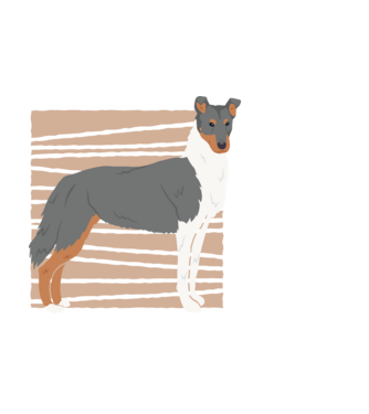 Cuki Collie minta fekete pólón