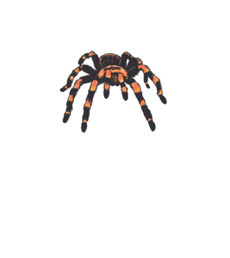 Tarantula  minta rózsaszín pólón