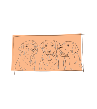 Labradorok minta fehér pólón